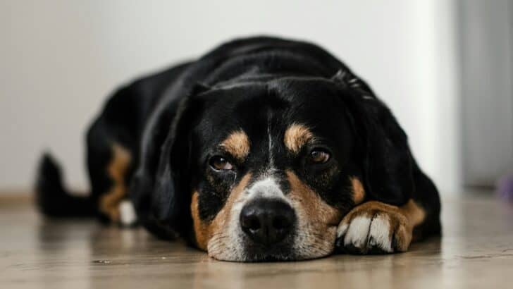 How to Make Your Pet&rsquo;s Life More Comfortable as They Age