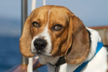 13 Ways Dogs Communicate Without Barking