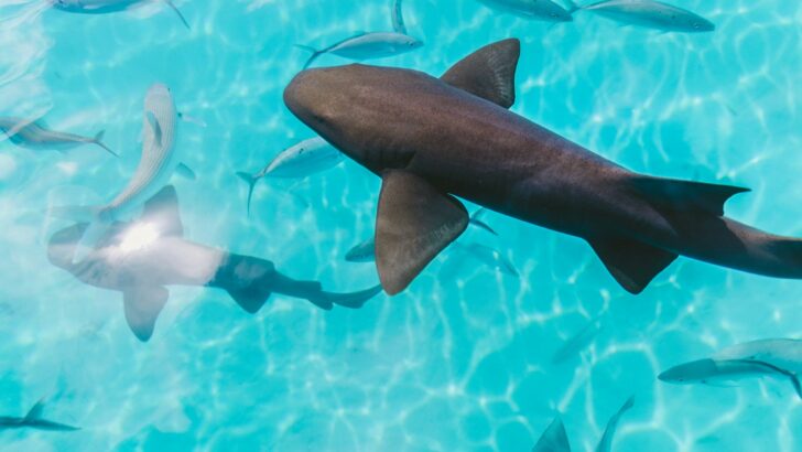 The U.S. River Where Sharks Are Spawning in Freshwater