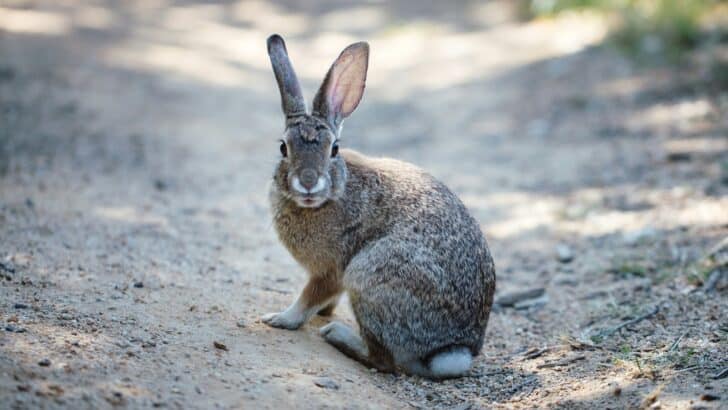 The History of Rabbits in American Folklore