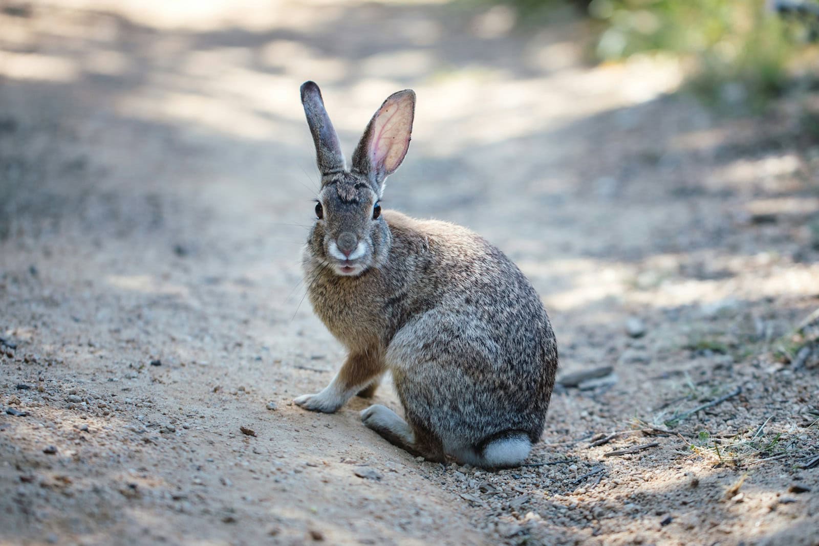 The Science Behind a Rabbit’s Thump - Animals Around The Globe