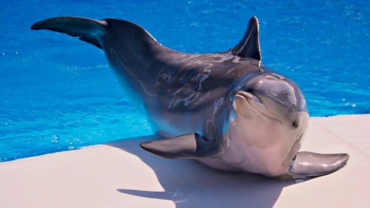 The U.S. Navy’s Secret Dolphin Program: Still Happening in 2025?