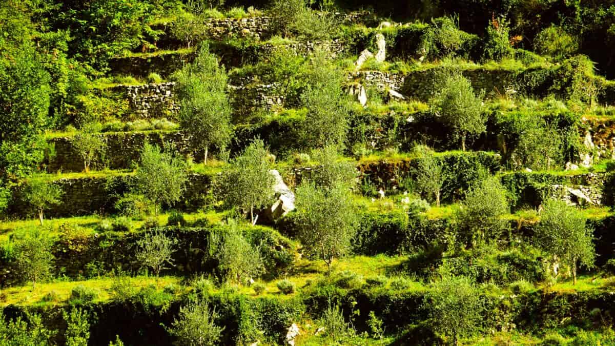 a group of trees that are in the grass