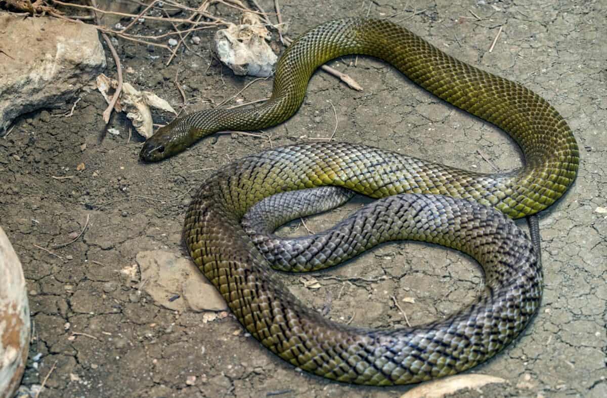 black and brown snake on ground