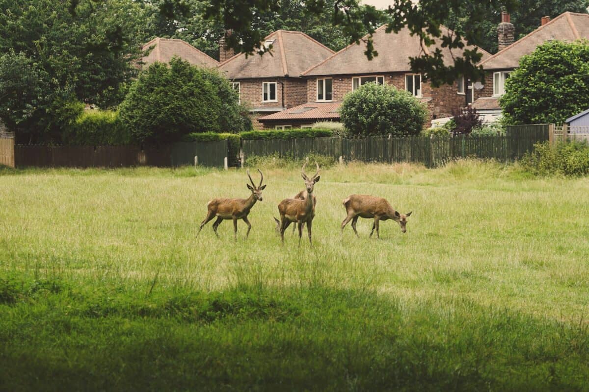 brown deer on green grass field during daytime