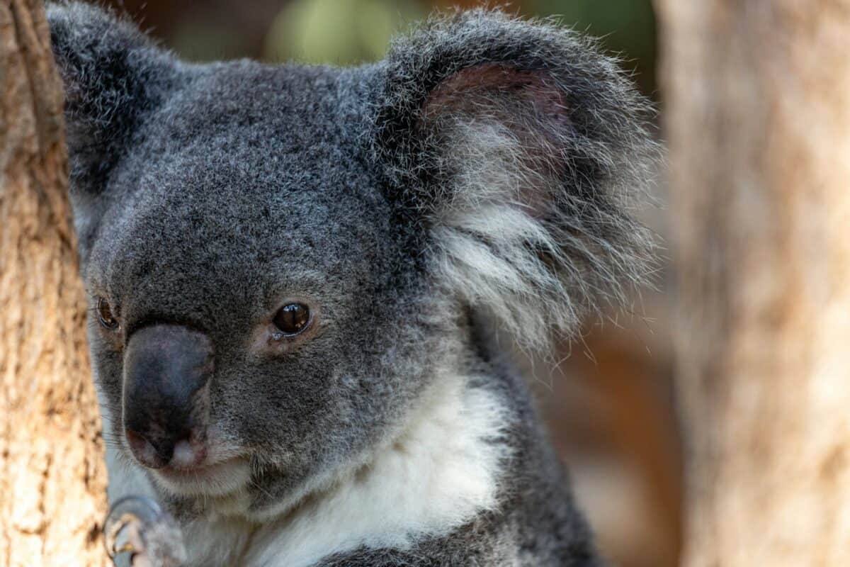 gray koala