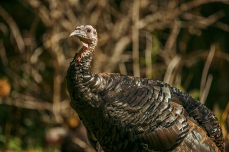 What Wildlife You&rsquo;ll Spot Driving Down the Blue Ridge Parkway