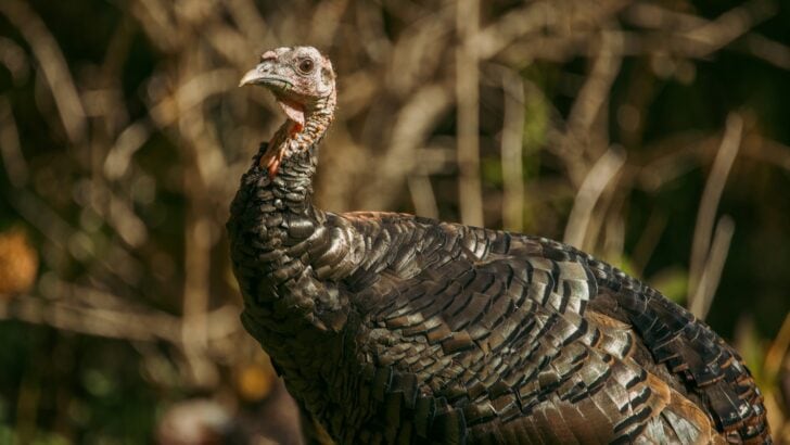 What Wildlife You’ll Spot Driving Down the Blue Ridge Parkway