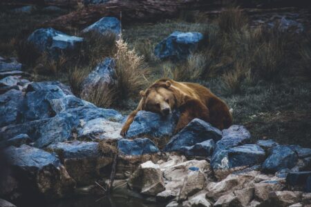 How Bears Prepare for Hibernation—And What We Can Learn