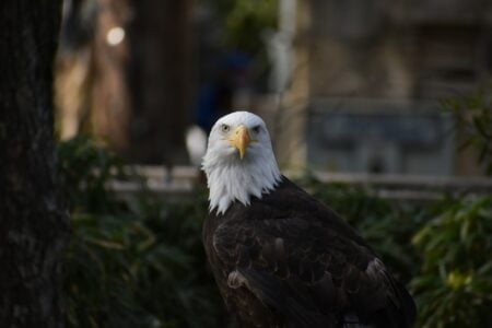 The U.S. State With the Highest Bald Eagle Population