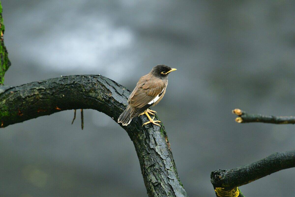 brown bird on tree branch