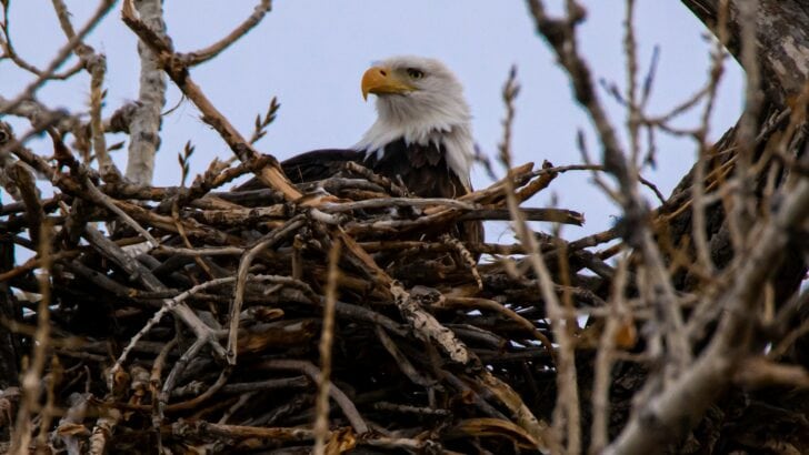 Record-Breaking Bald Eagle Nest Found in Minnesota