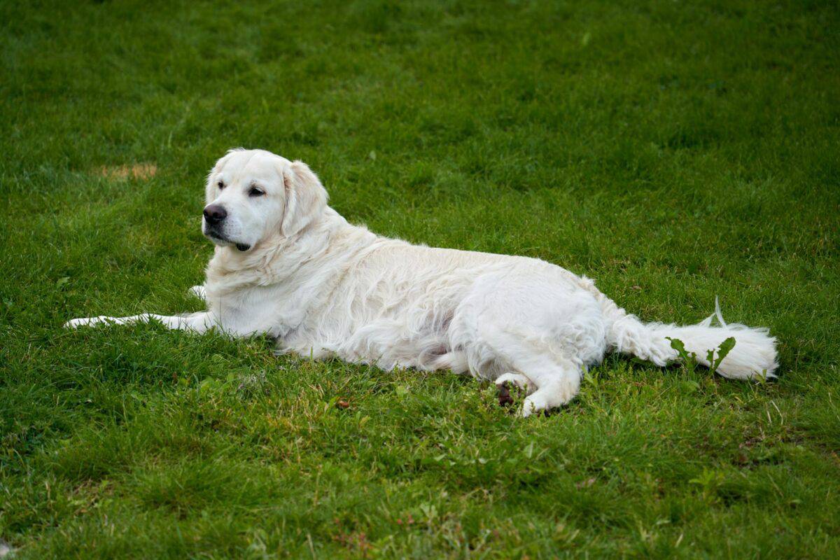 A large white dog laying on top of a lush green field