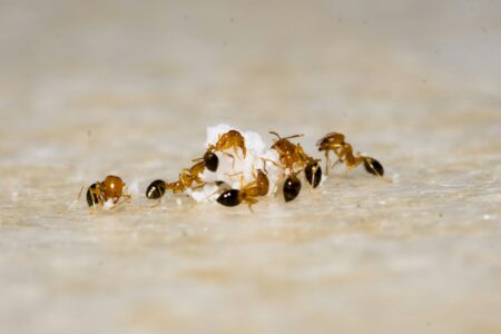 This Ant Can Explode to Defend Its Nest