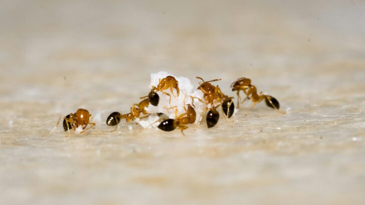 brown and black fire ant on brown sand during daytime