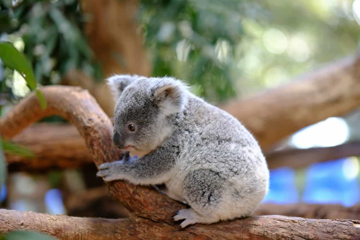 A koala sitting on a branch in a tree