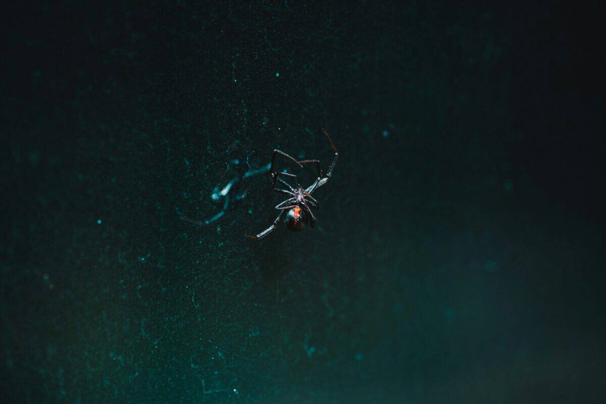 black spider on web
