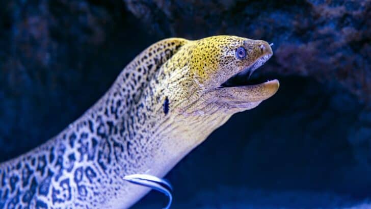 The Strange Secret Behind Electric Eels&rsquo; Shocking Power