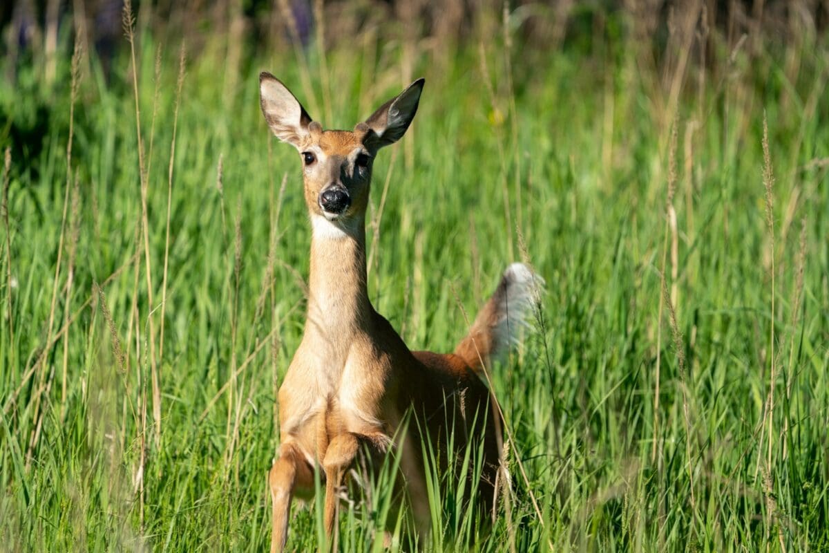brown deer on green grass field during daytime
