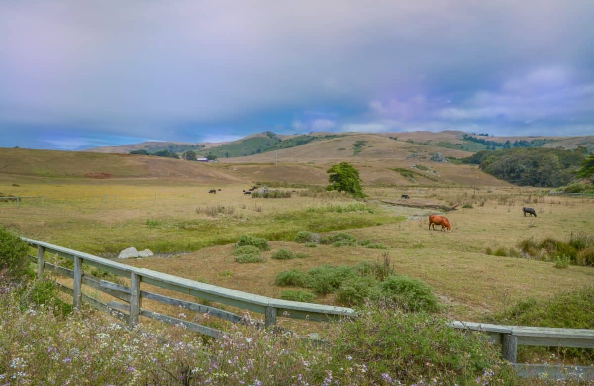 white wooden fence on green grass field during daytime
