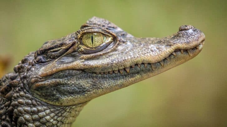 12-Year-Old’s Creek Sighting Leads to Crocodile Rescue 1,200 Miles from Home Waters