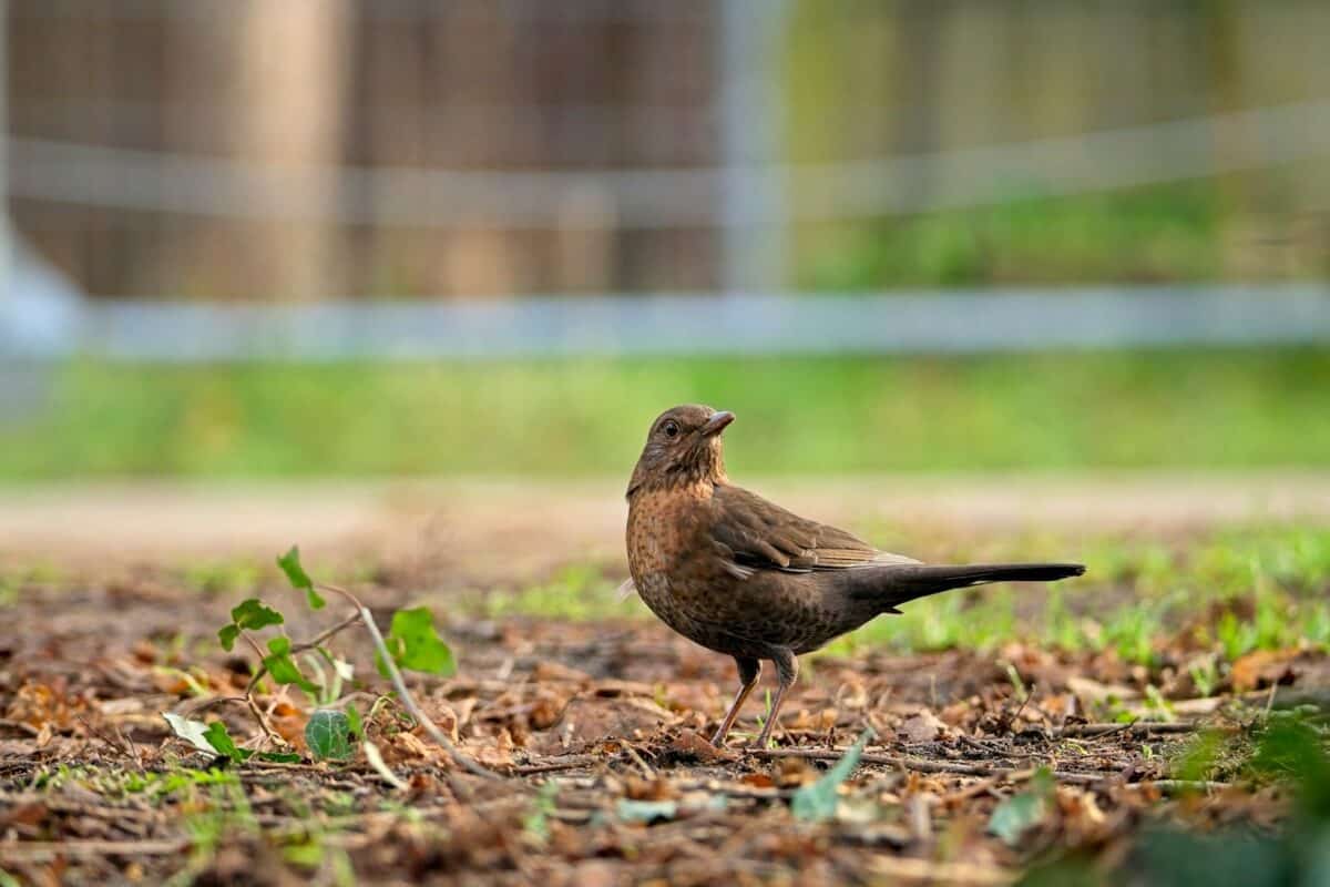 a brown bird standing on top of a leaf covered ground