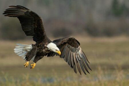 13 Birds of Prey With Unbelievable Hunting Tactics