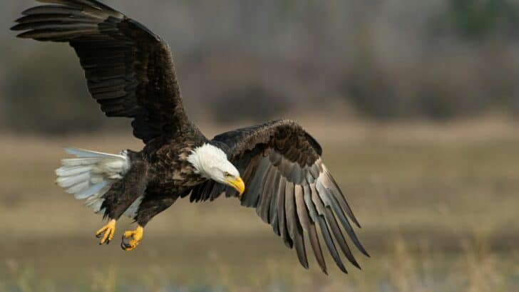 Top 10 Animals and Wildlife in New Jersey