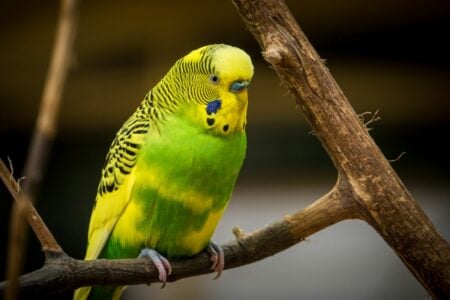 The Most Talkative Parrot Breeds in the U.S.