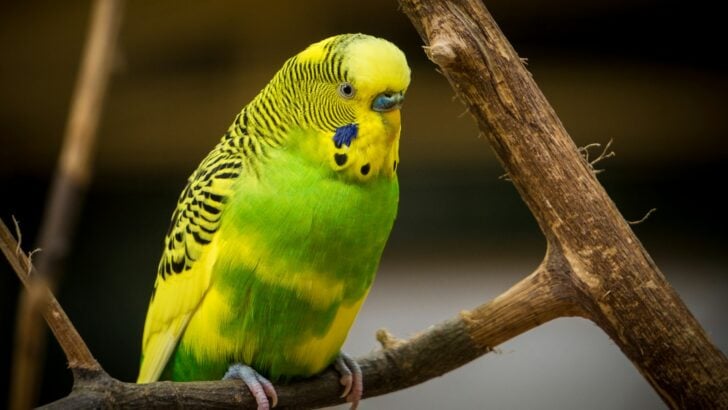 The Most Talkative Parrot Breeds in the U.S.