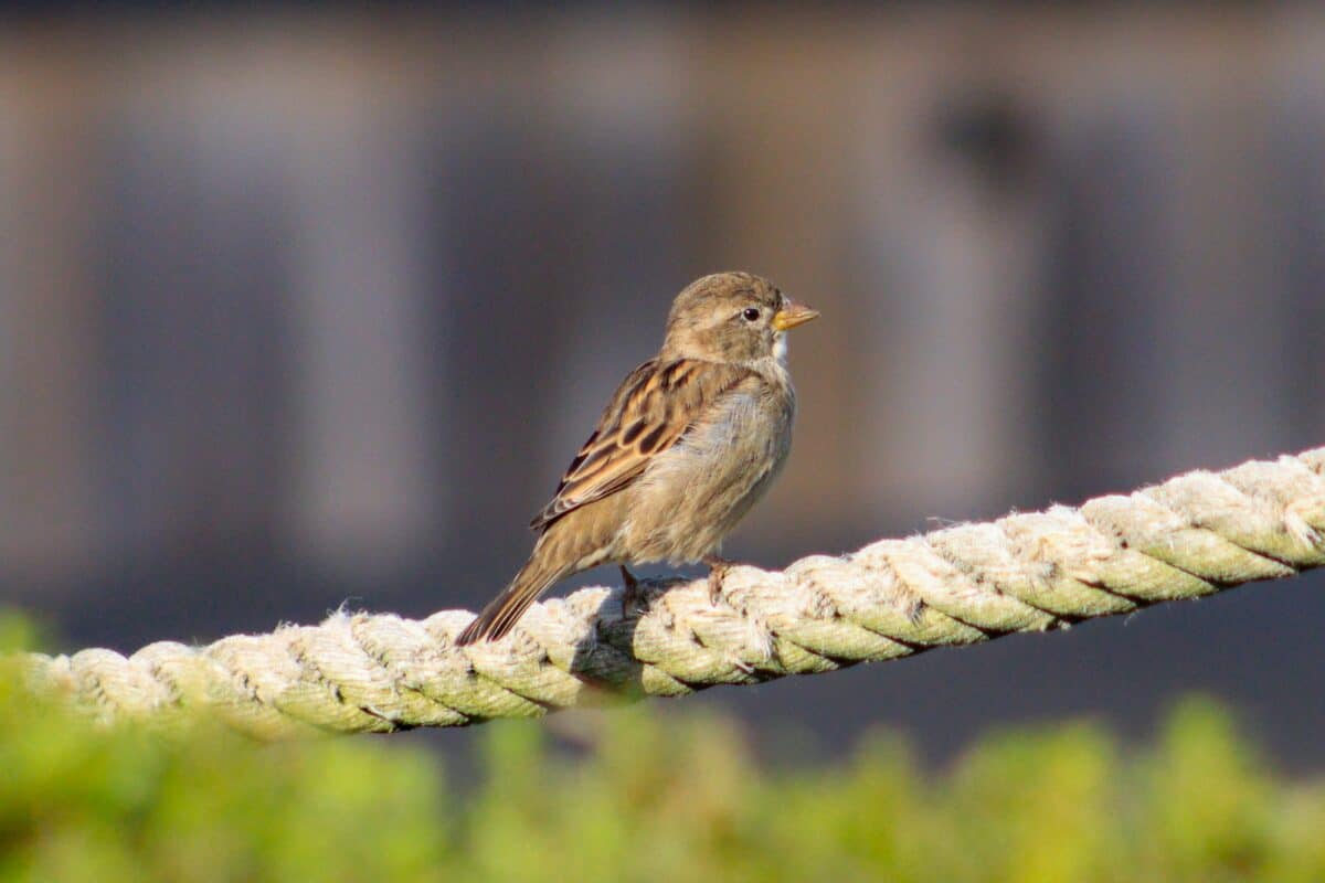 a bird sitting on a branch