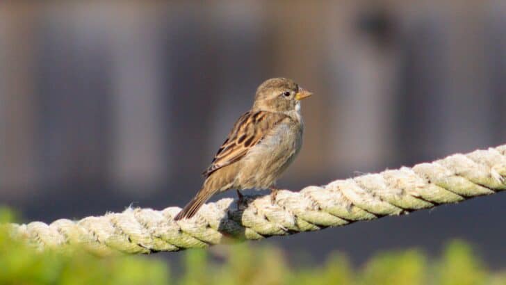 12 Animal Species Learning to Thrive in Cities