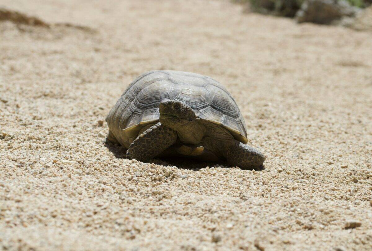 a small turtle is sitting in the sand
