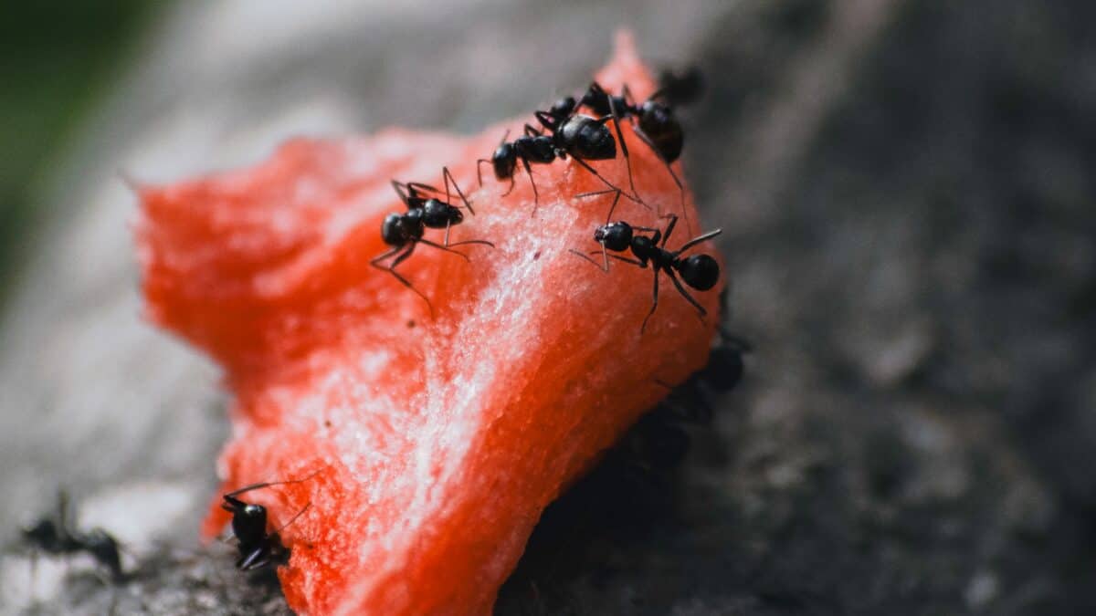 a group of ants crawling on a piece of fruit
