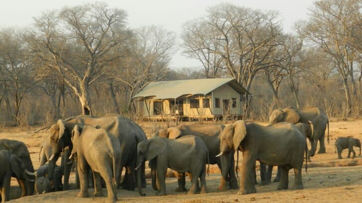 How to Ethically Watch Wildlife Without Disturbing It