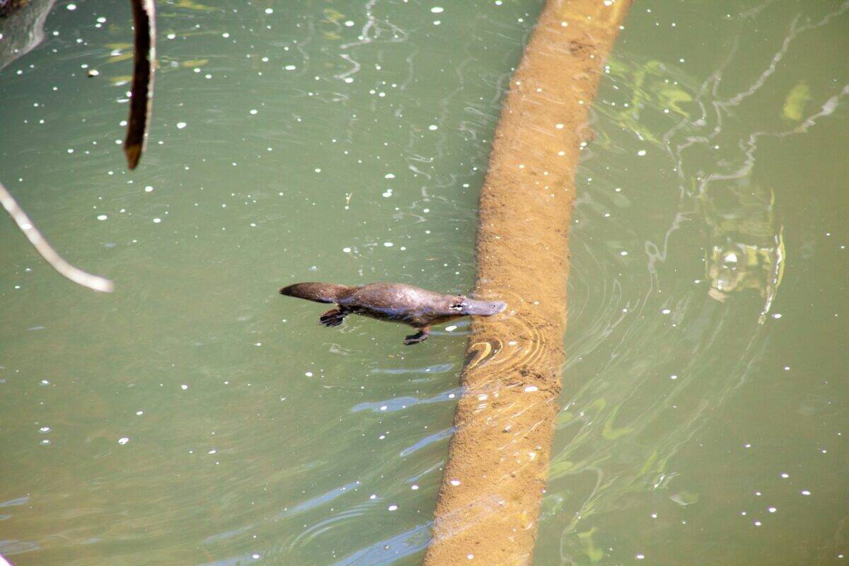 a dolphin swimming in water