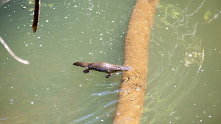 The World&rsquo;s Most Venomous Mammal