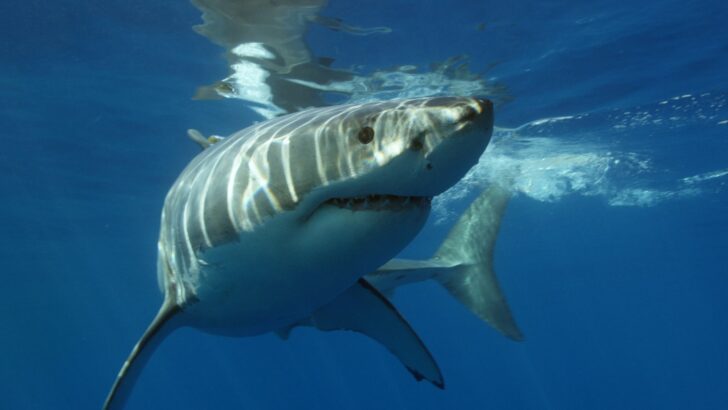 Endurance Athlete Takes on Shark-Infested Waters to Change Public Perception