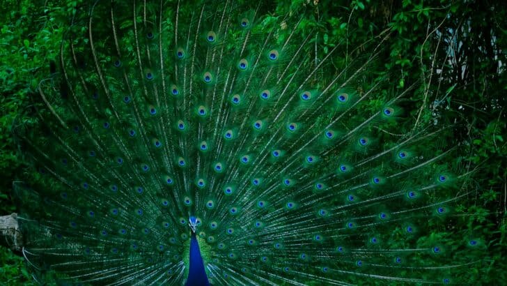 From Leopards to Peacocks: The Animals That Influence Fashion