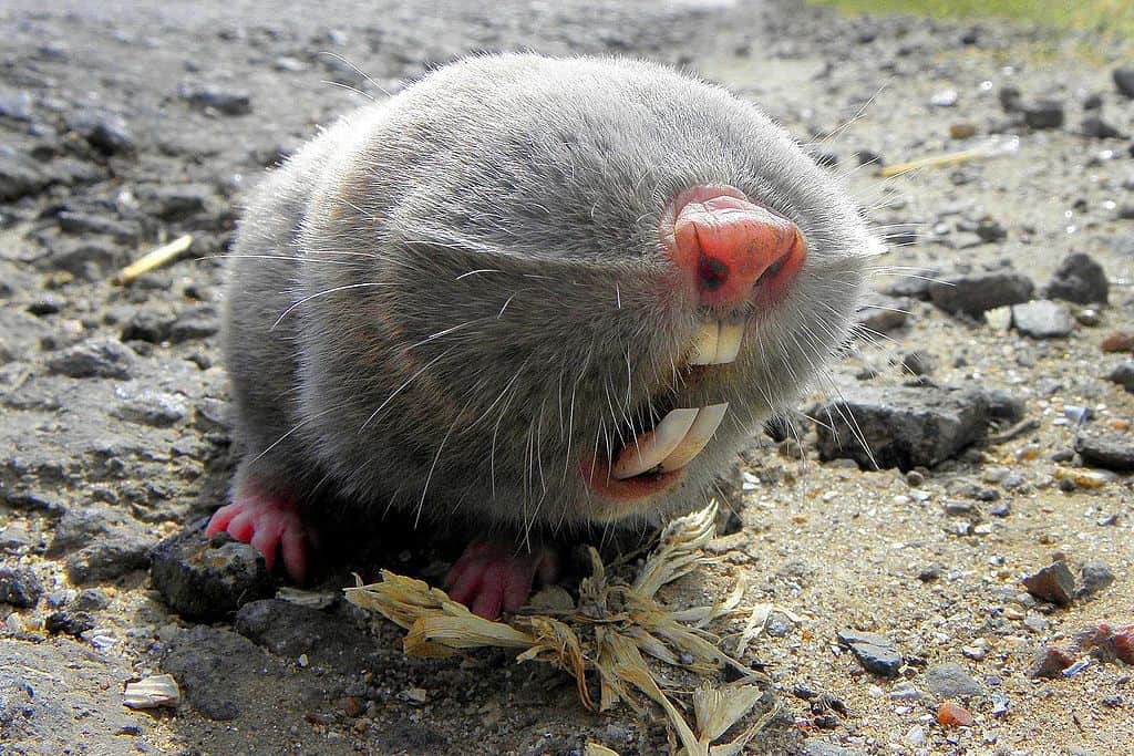 Blind mole-rat