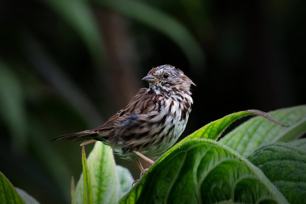 Bird song