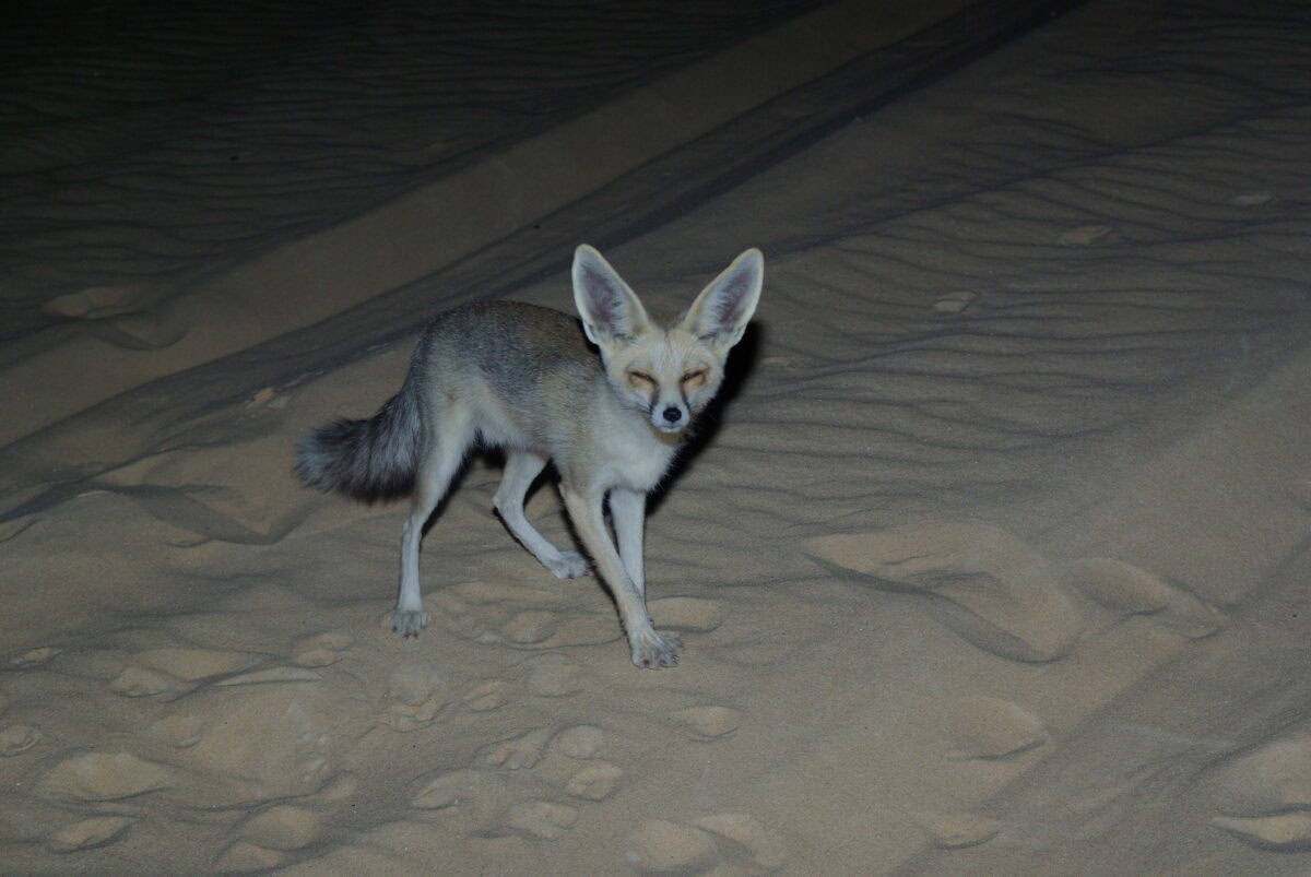 Rüppell's Fox