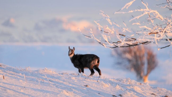 How Animals Survive the World’s Harshest Mountain Conditions