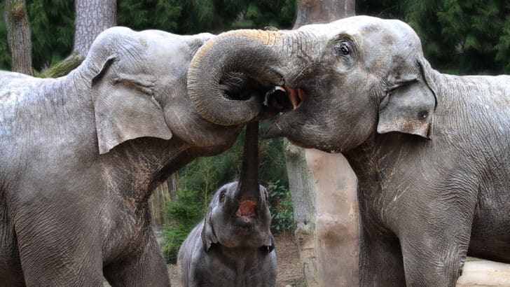 How Elephants Comfort Each Other After a Loss