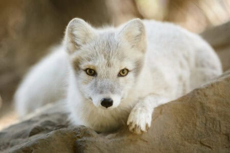 How Animals Adapt to the World&rsquo;s Harshest Climates