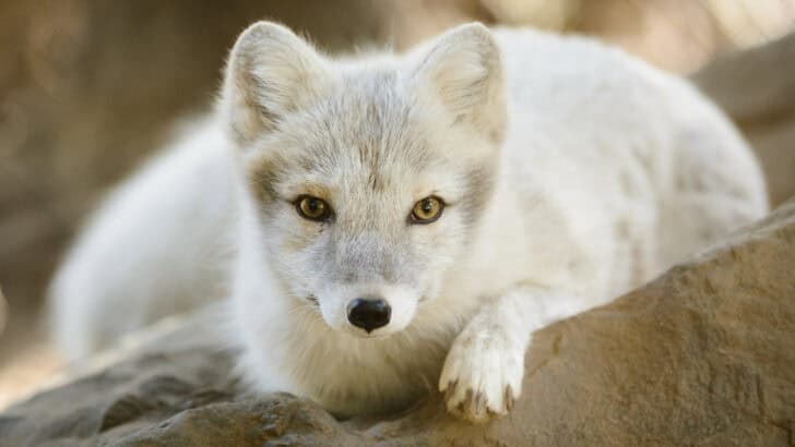 How Animals Adapt to the World’s Harshest Climates