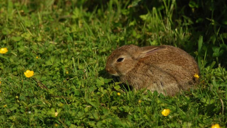 How Wildlife Is Reclaiming Abandoned Urban Landscapes