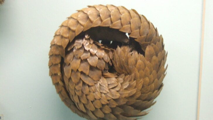 The Truth About Pangolin Intelligence Might Surprise You