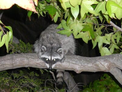 Are Animals Becoming More Nocturnal to Avoid Humans?