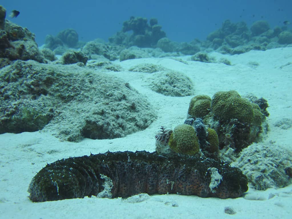 Sea Cucumber